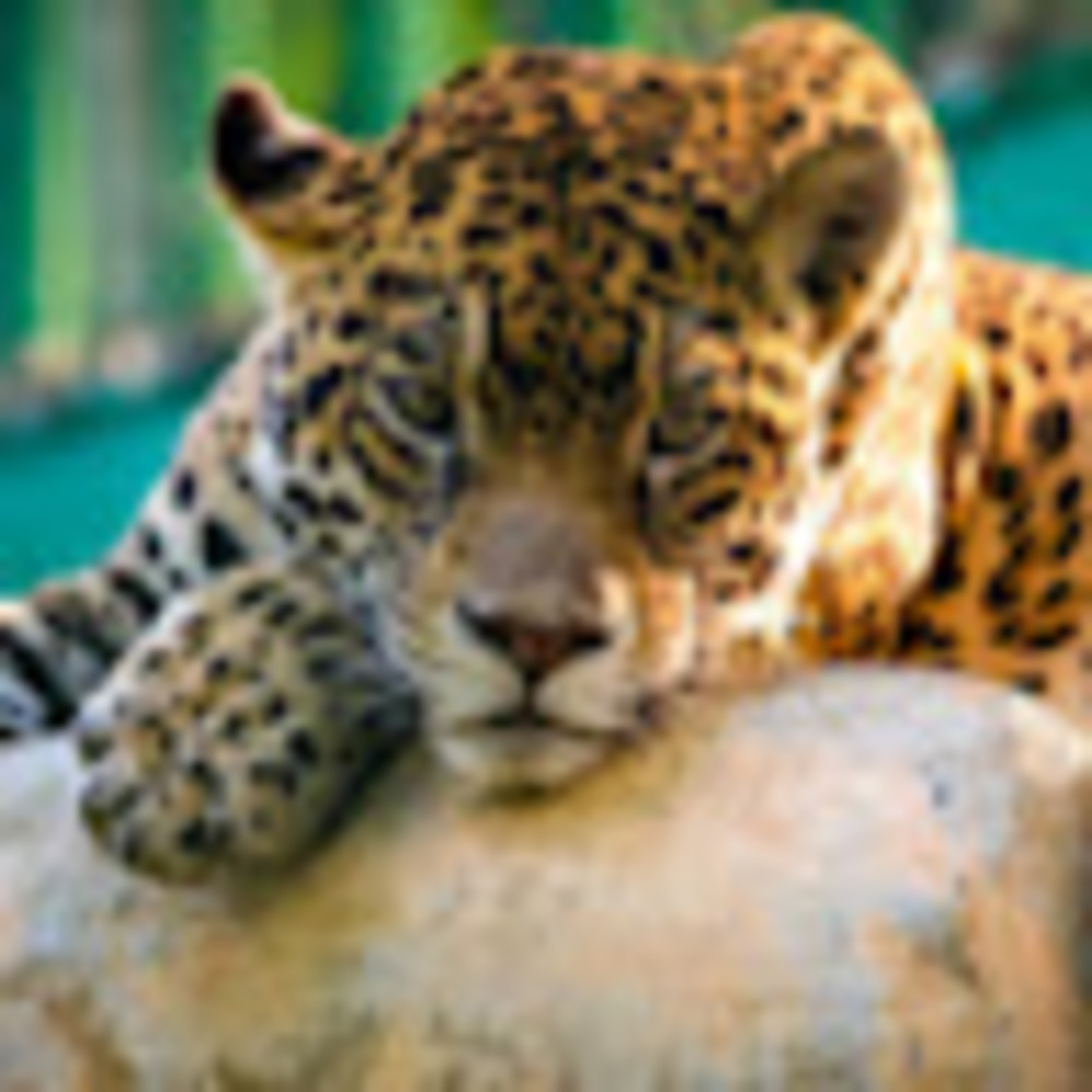 Meet your Posher, Penny